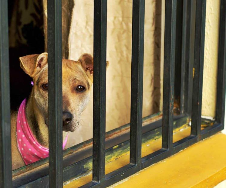 Enviará iniciativa para día al trato justo a los animales