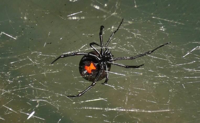 Niños se dejan picar por araña por influencia de cómic