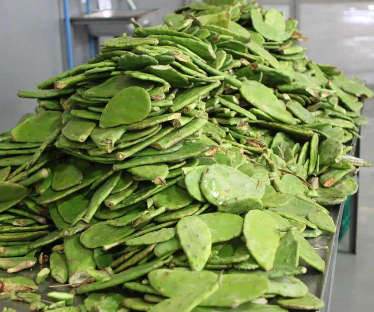 Quiénes no deberían comer nopales y la importante razón