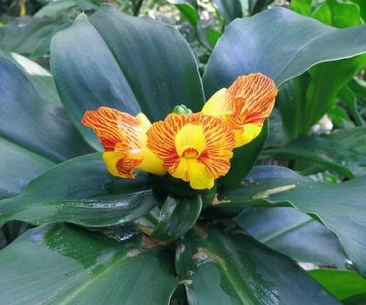 Esta planta llamada insulina tiene beneficios a tu salud Esta planta llamada insulina tiene beneficios a tu salud