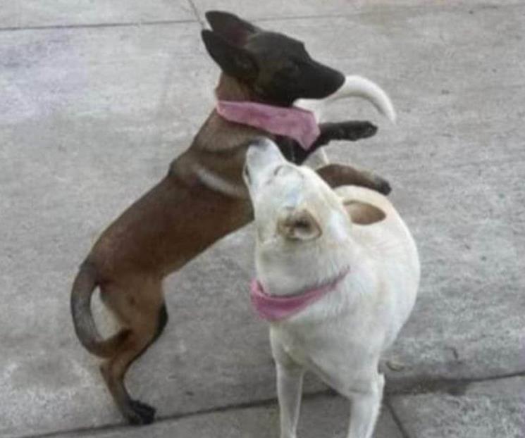 Denuncian a alcalde por matar a dos perras en Michoacán