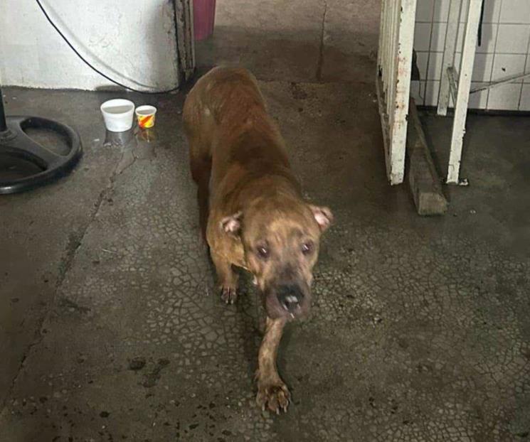Rescatan a perro que quedó atorado en barandal