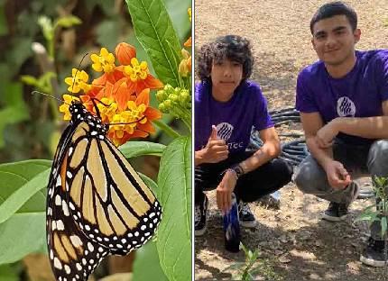 Construyen “hogar” a las mariposas monarcas