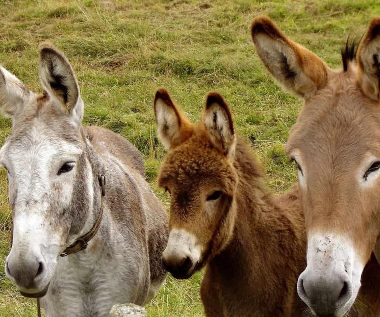 Alertan que burros están en peligro de extinción