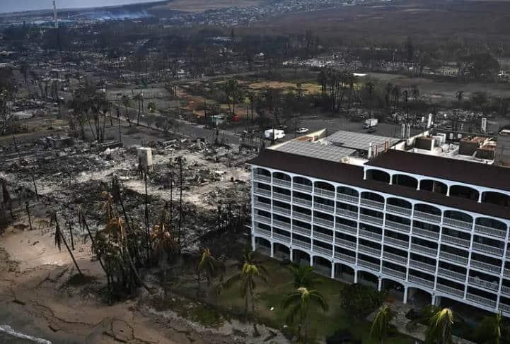 Perros rastreadores, herramienta clave en incendios en Hawái