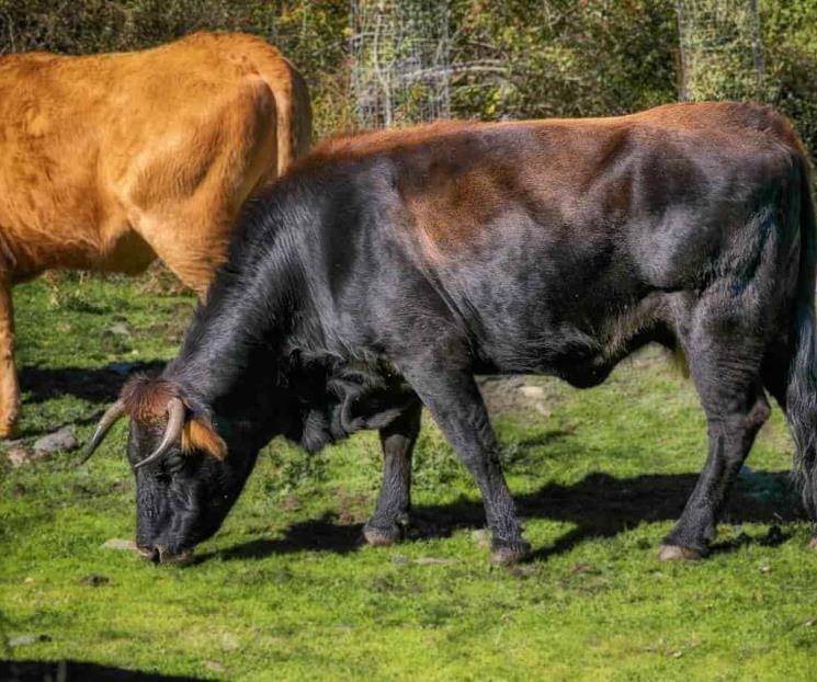 Toro embiste a mujer en fiesta patronal en España