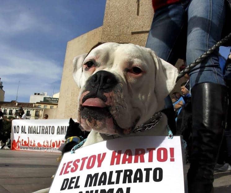 Buscan castigar hasta con 8 años de cárcel maltrato animal