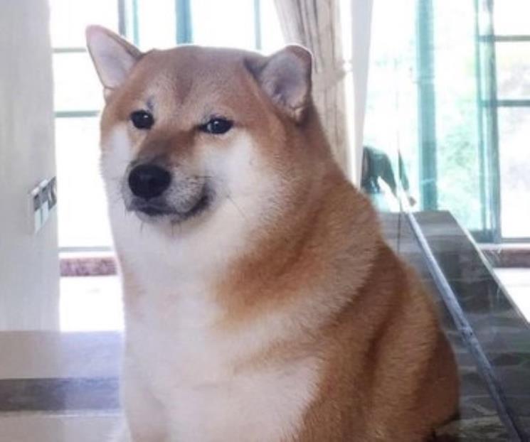 Cheems y la historia del meme que hizo viral al perrito