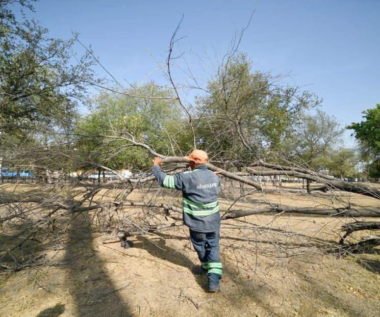 Inician trabajos para retirar árboles en la Alameda 