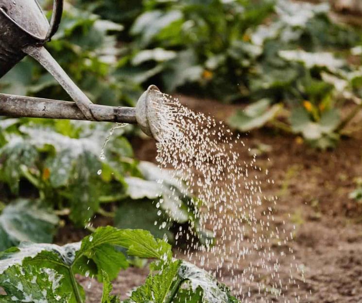 Optimiza el uso del agua aplicando estas recomendaciones