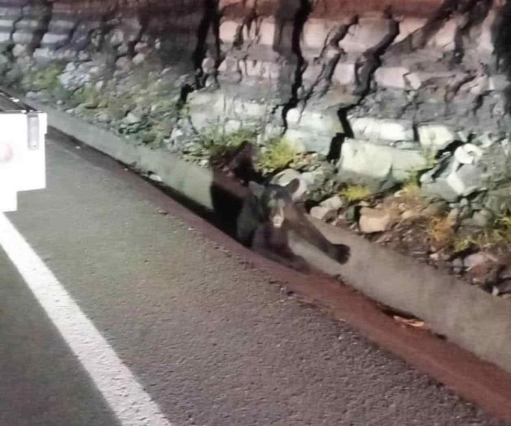 Atropella a oso y lo deja herido en Salinas Victoria