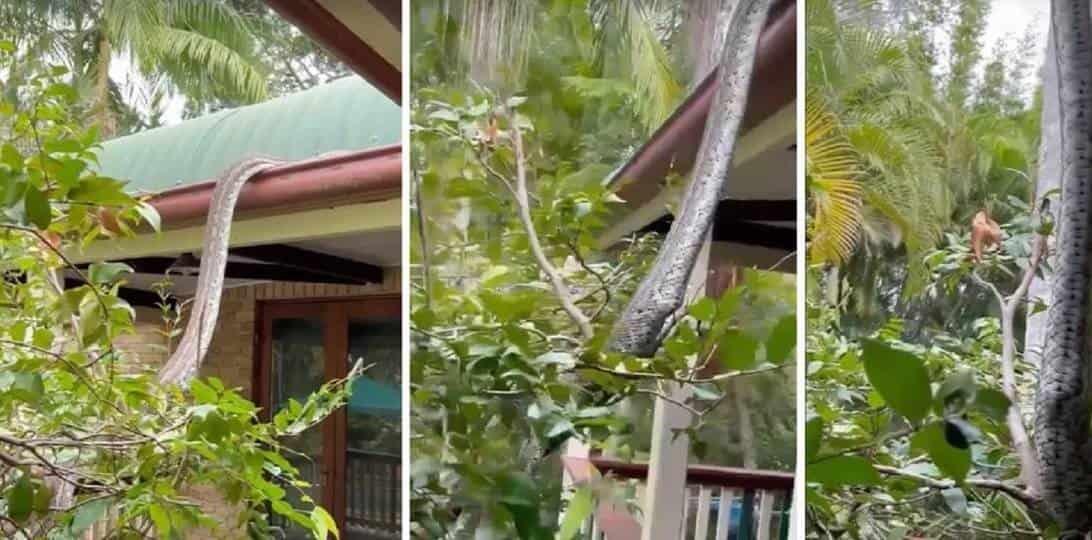 Pitón de 5 metros saca fuerte susto a familia en Australia Pitón de 5 metros saca fuerte susto a familia en Australia