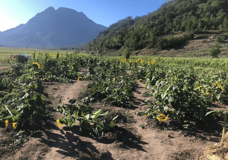 Lamenta De la Peña daños a girasoles en Laguna de Sánchez Lamenta De la Peña daños a girasoles en Laguna de Sánchez