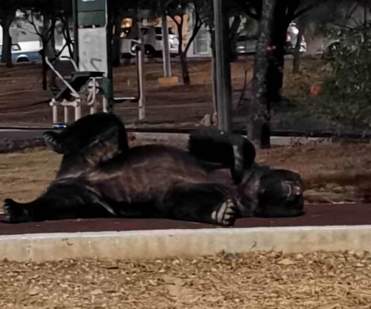 Asusta gran oso al sur de Monterrey