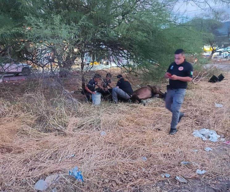 Acusan a hombre de maltratar a su caballo