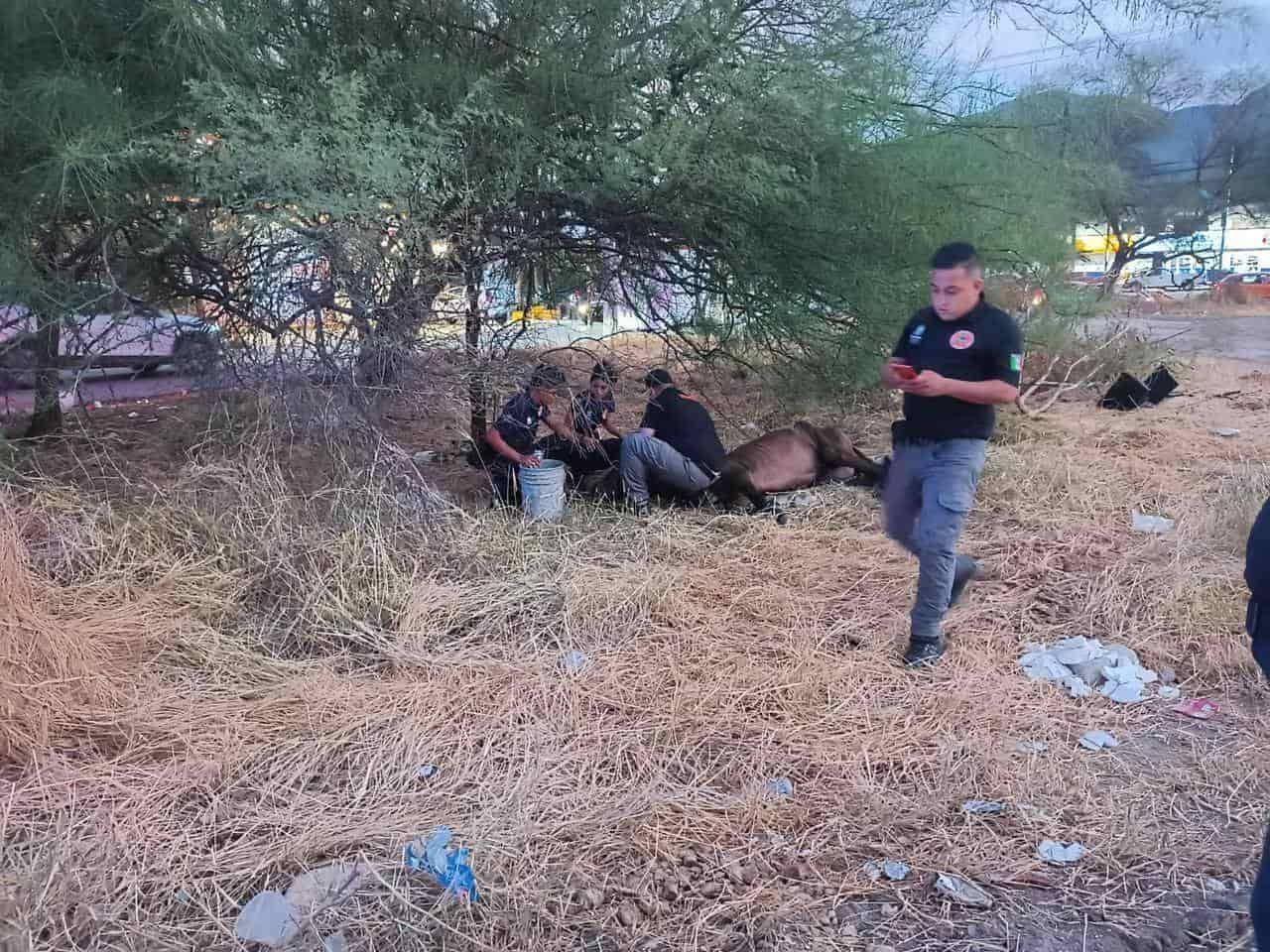 Luego de que se apreciaron huellas de maltrato en su caballo, un hombre fue arrestado por elementos de Seguridad Pública de Guadalupe, en la Colonia Residencial Guadalupe.