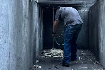 Rescatan a perro de alcantarilla