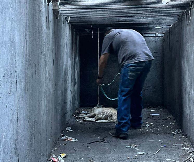 Rescatan a perro de alcantarilla