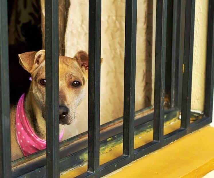 Alistan reforma a favor del bienestar animal