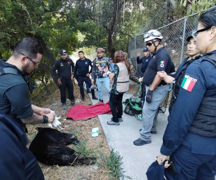 Capturan a oso deambulando por Guadalupe