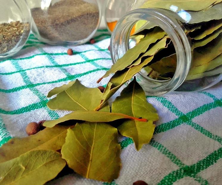 El laurel, planta auxiliar para el descanso El laurel, planta auxiliar para el descanso