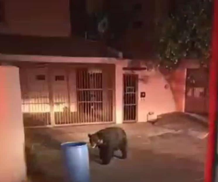 Alarma avistamiento de otro oso