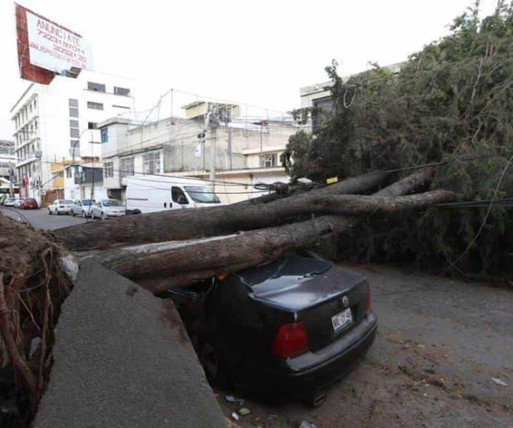 ¿Cuánto te puede costar la caída de un árbol en tu coche?