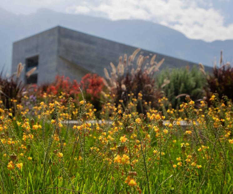Propone educación ambiental basada en la biofilia