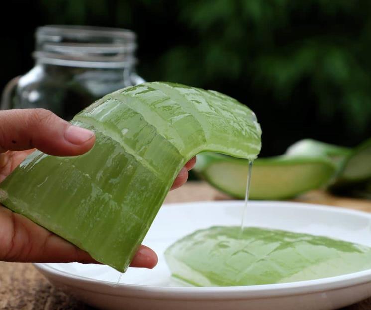 El aloe vera es auxiliar para disminuir arrugas en cuello