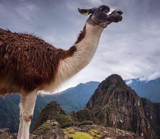 Cierra Perú tres zonas de Machu Picchu por desgaste Cierra Perú tres zonas de Machu Picchu por desgaste