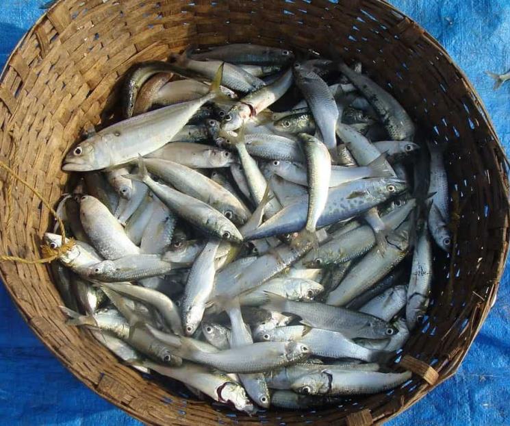 Omega-3 para combatir la migraña