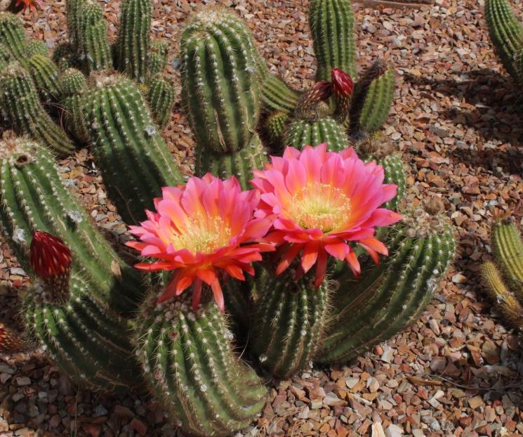 Invitan a  conocer de plantas nativas