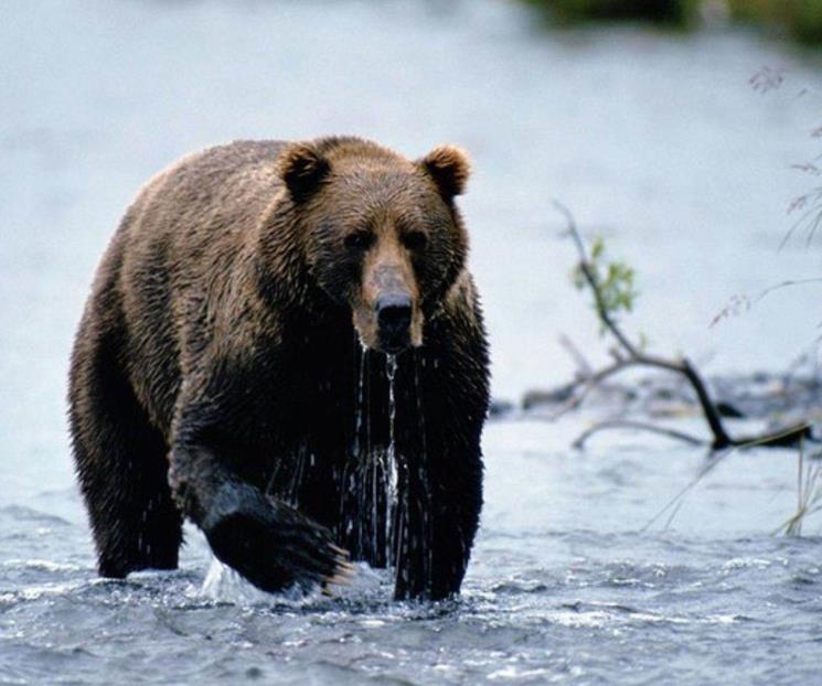 Oso mata a matrimonio y a su perro en Canadá