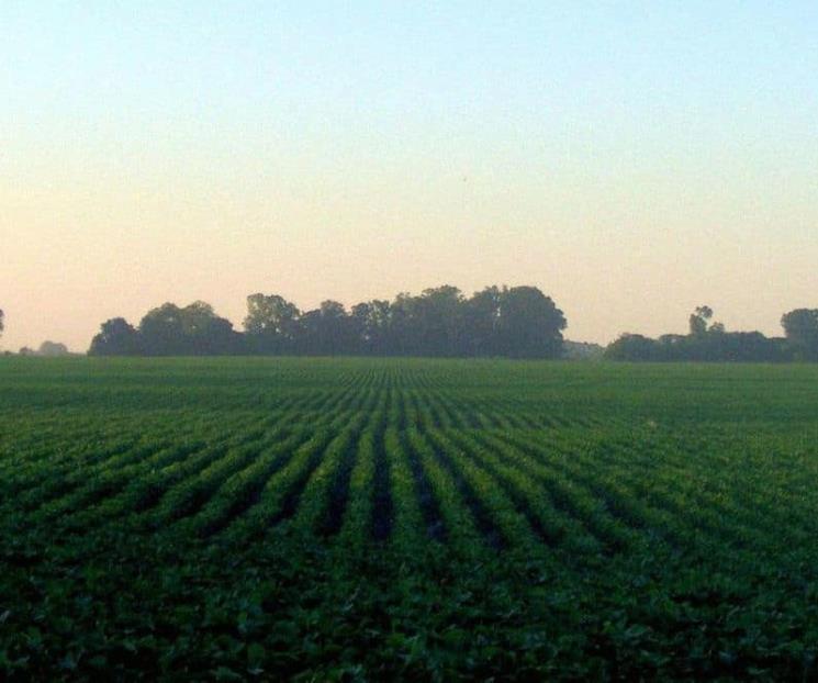 Proyecto presupuestal para campo no impulsa autosuficiencia