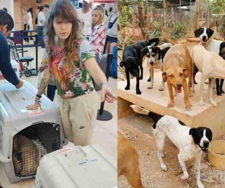 Yucatán envía 400 perros para su adopción en Canadá