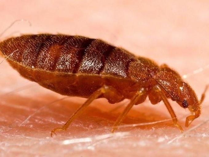 Reportan plaga de chinches en escuelas de Guanajuato