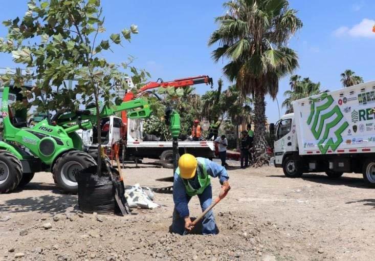Realiza NL acciones para cuidar los bosques y el agua