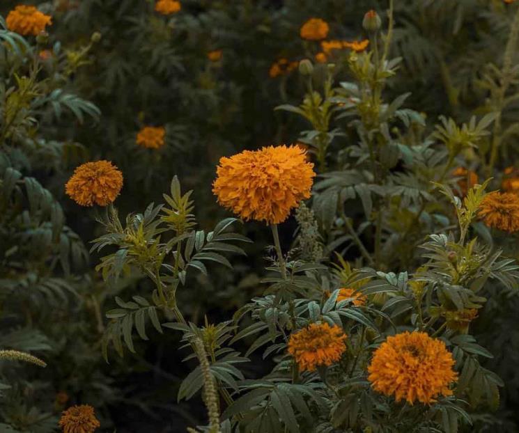 Cómo diferenciar la flor de cempasúchil mexicana de la china