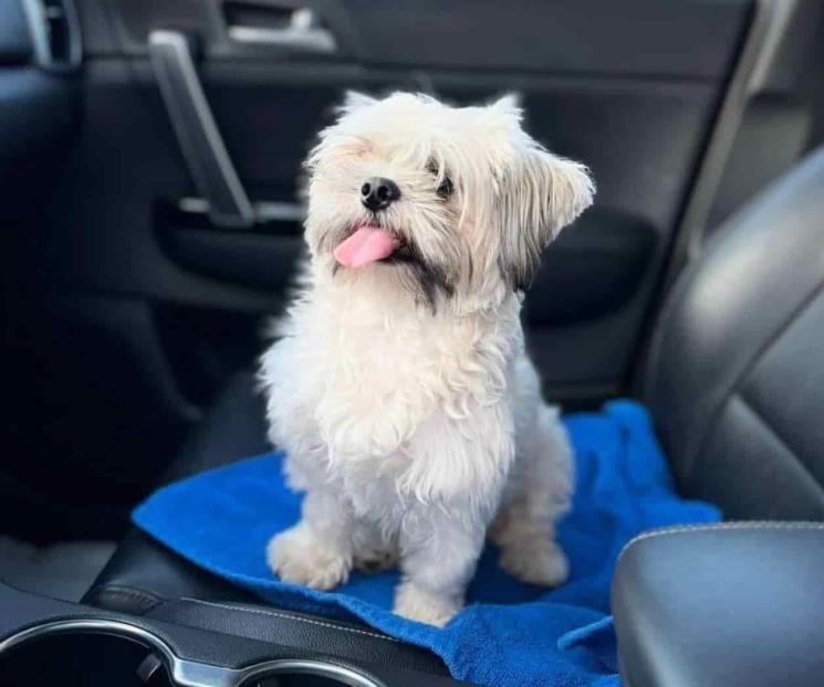 Se roban perrito Shihtzu valuado en 28 mil pesos en Allende
