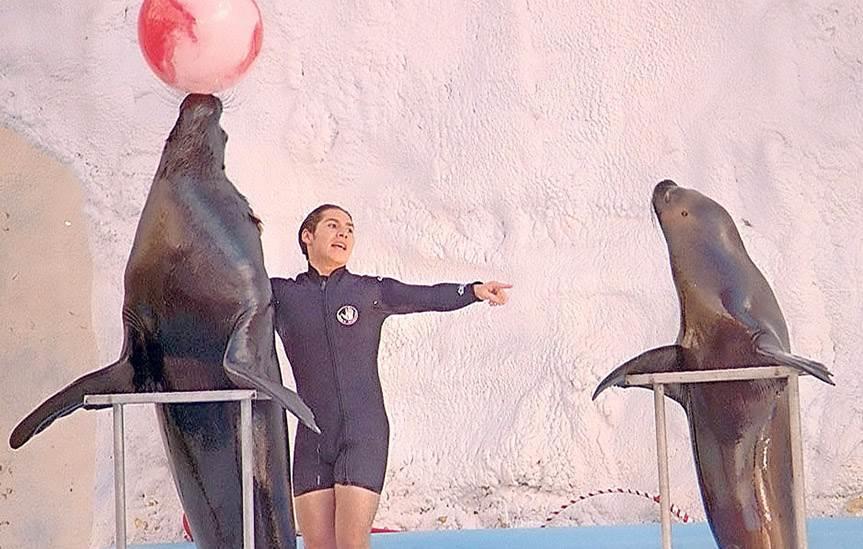 Prohibirán el uso de animales marinos en espectáculos
