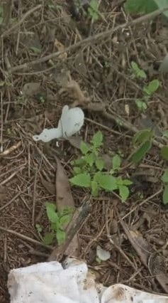 Dos cráneos encontrados en una brecha del municipio de Allende, movilizó ayer domingo a elementos de la policía local y estatal.