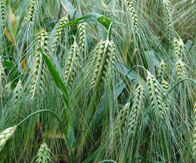 Cambio climático, desafíos por inseguridad alimentaria