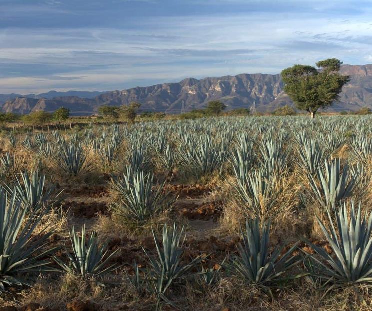 Datos que quizás no conocías sobre el mezcal