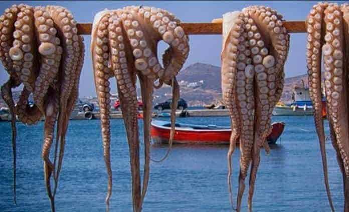 Pulpo maya, amenazado por herbicidas y metales