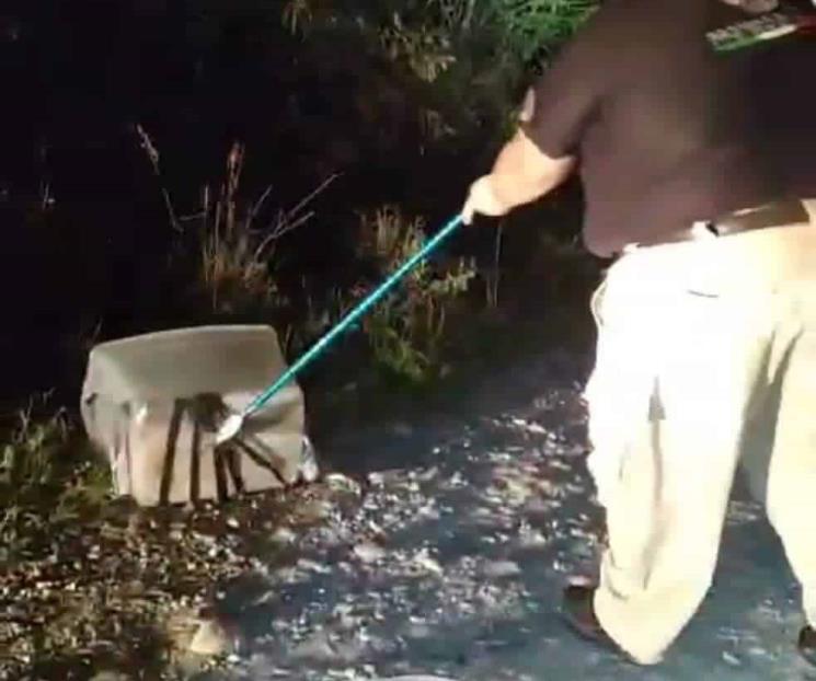 Causa alarma serpiente en viviente