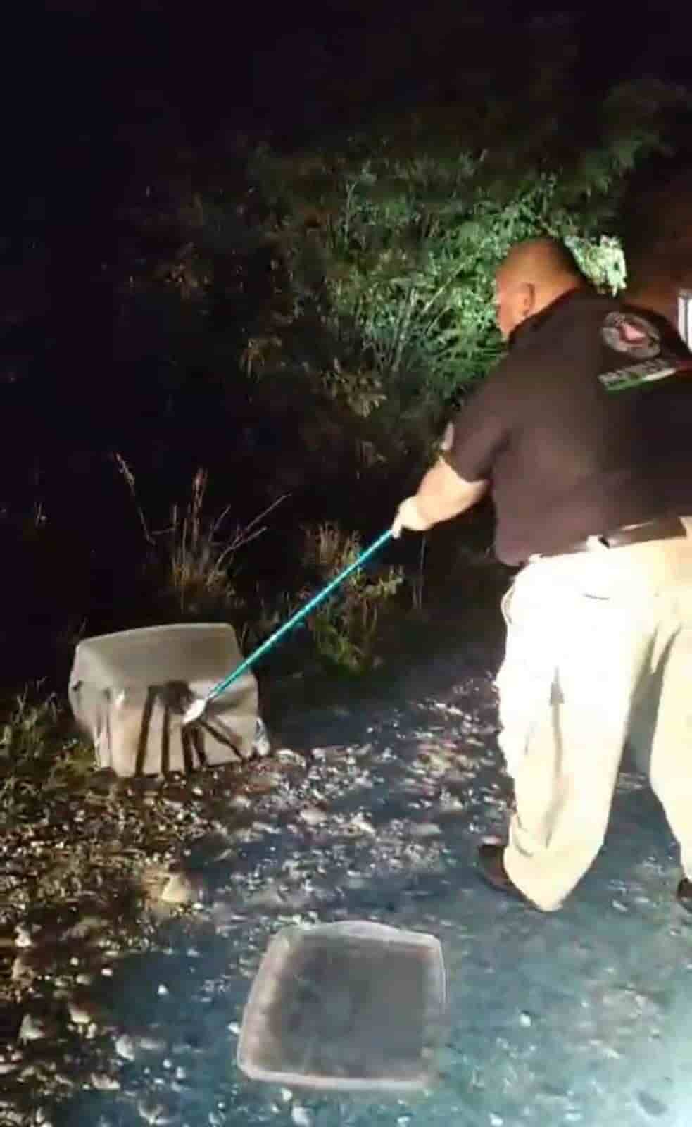 Una familia del municipio de Linares, estuvo en evidente peligro, luego que una serpiente de cascabel de casi dos metros de longitud, ingresó a su vivienda al provenir de una zona despoblada.