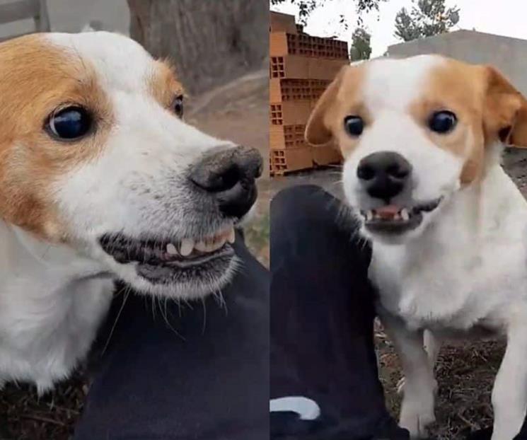 Muere el perro Malvado que conquistó TikTok