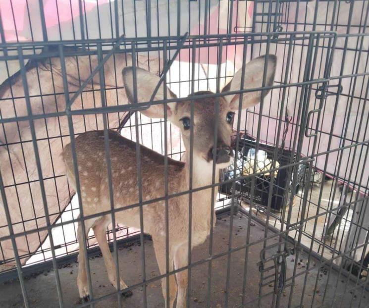 Rescatan a cría de venado en domicilio de Guadalupe