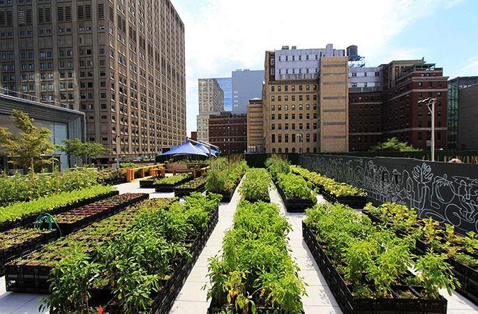 Dará Facultad de Agronomía curso sobre Huertos Urbanos