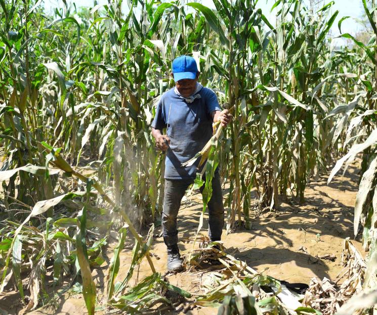 Presupuesto 2024 no contempla fondo para sector agropecuario